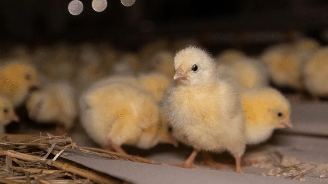 studiu-consumatorul-modern-si-alegerile-etice-free-animals