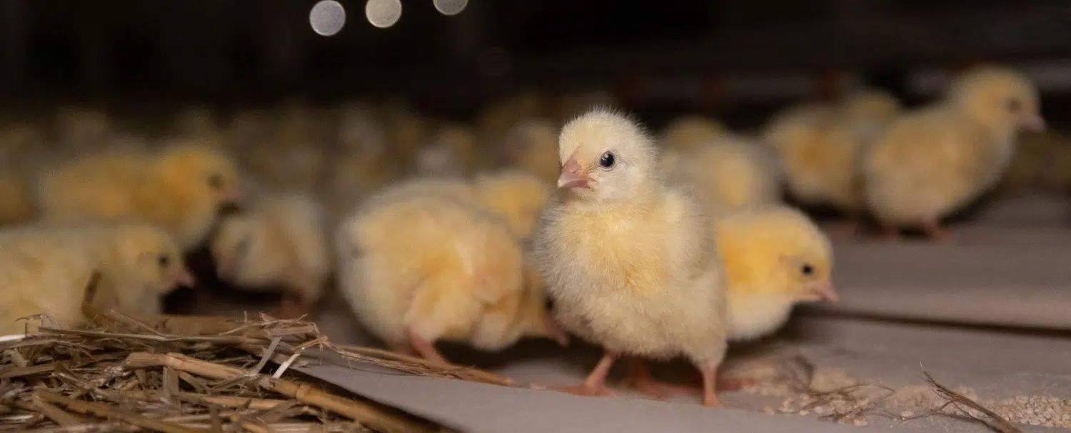 studiu-consumatorul-modern-si-alegerile-etice-free-animals